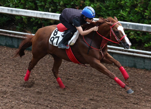 坂路で追い切るジャスパークローネ