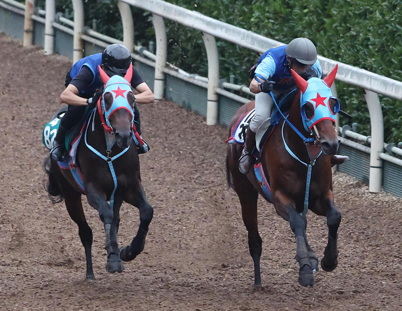 坂路をポッドロゴ（左）と併せ馬で追い切るタガノビューティー（撮影・白石智彦）
