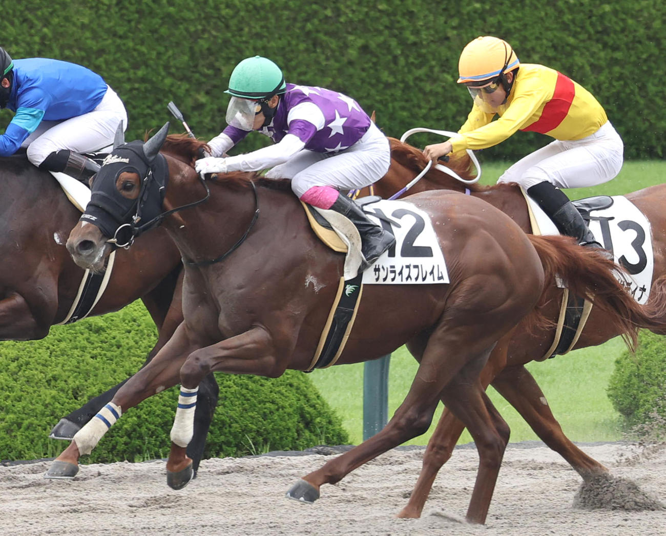 3歳上1勝クラスを制したサンライズフレイム（2023年6月撮影）