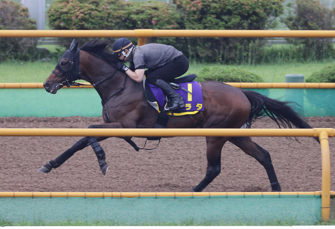函館ウッドチップコースで追い切られるアラタ