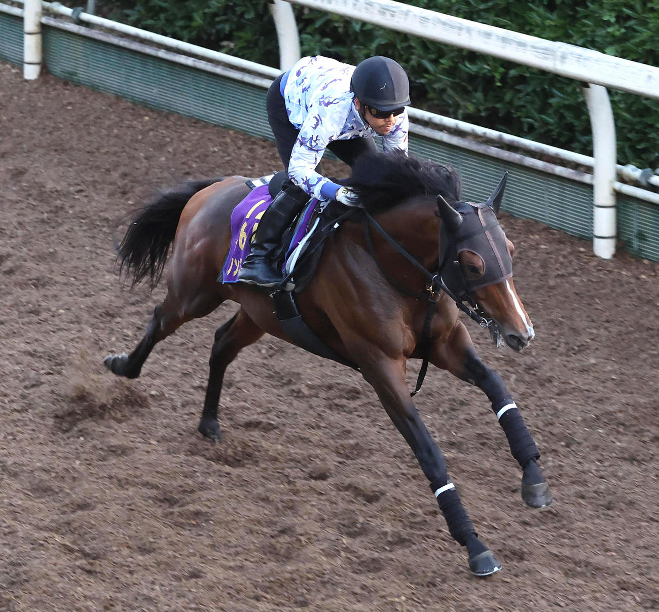 坂路を単走で追い切るダノンスコーピオン（撮影・白石智彦）