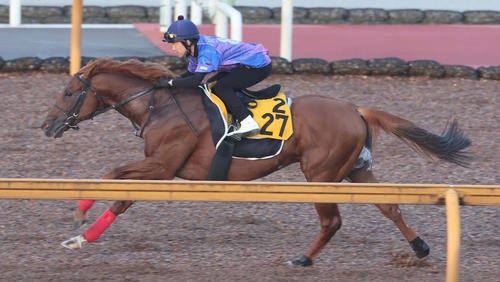 松岡騎手を背にCWコースで追い切るウイングレイテスト