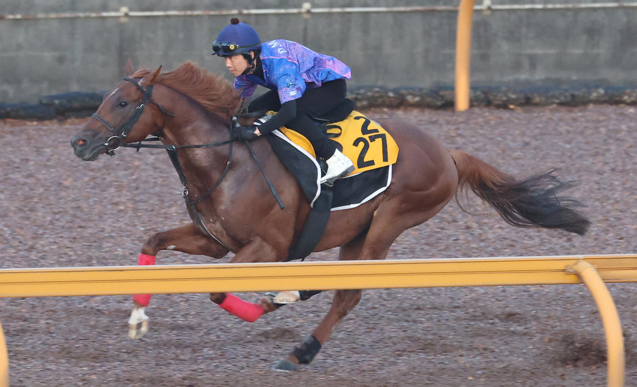 CWコースで追い切るウイングレイテスト