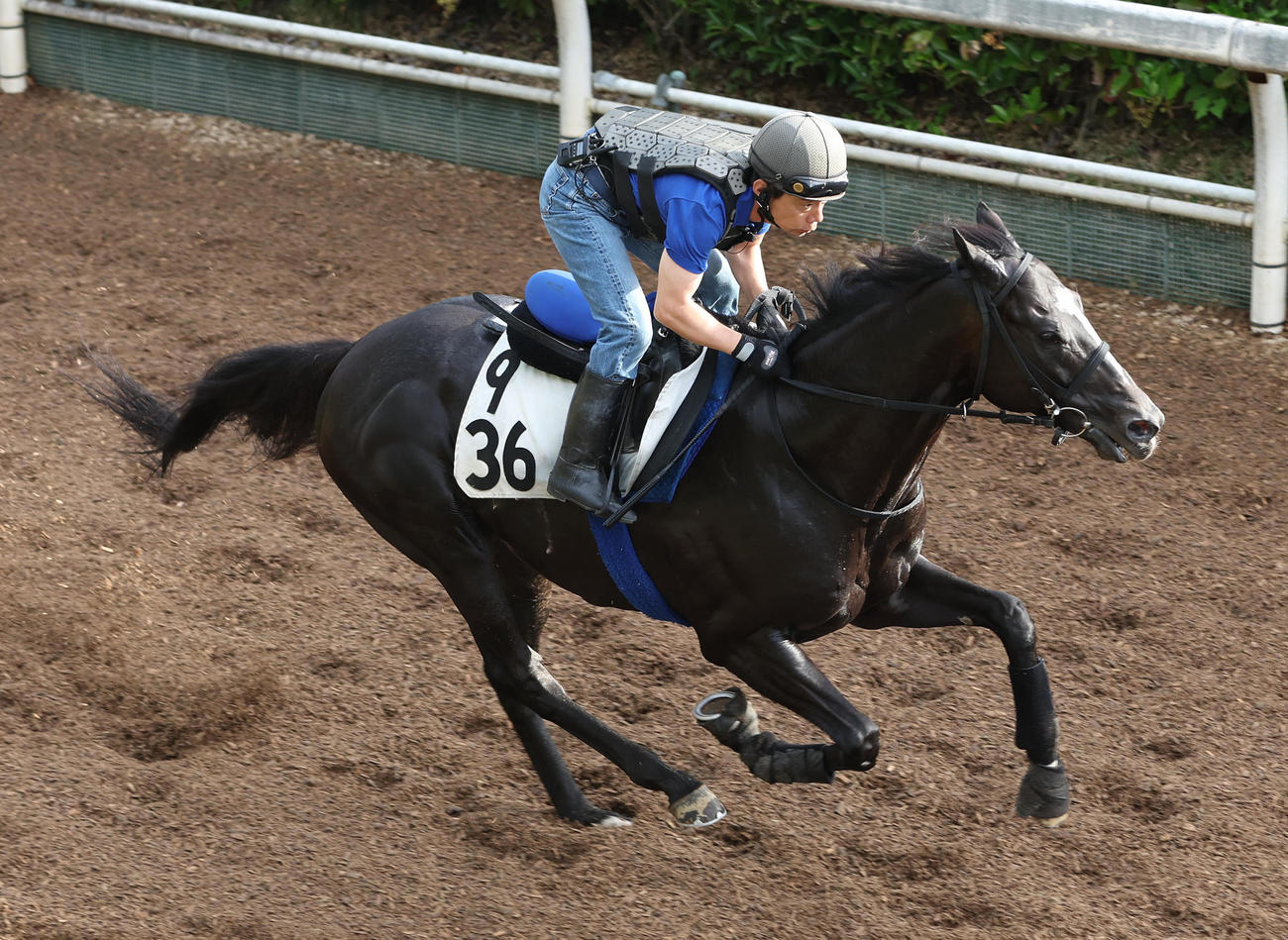 坂路を単走で追い切るシュリ（撮影・白石智彦）