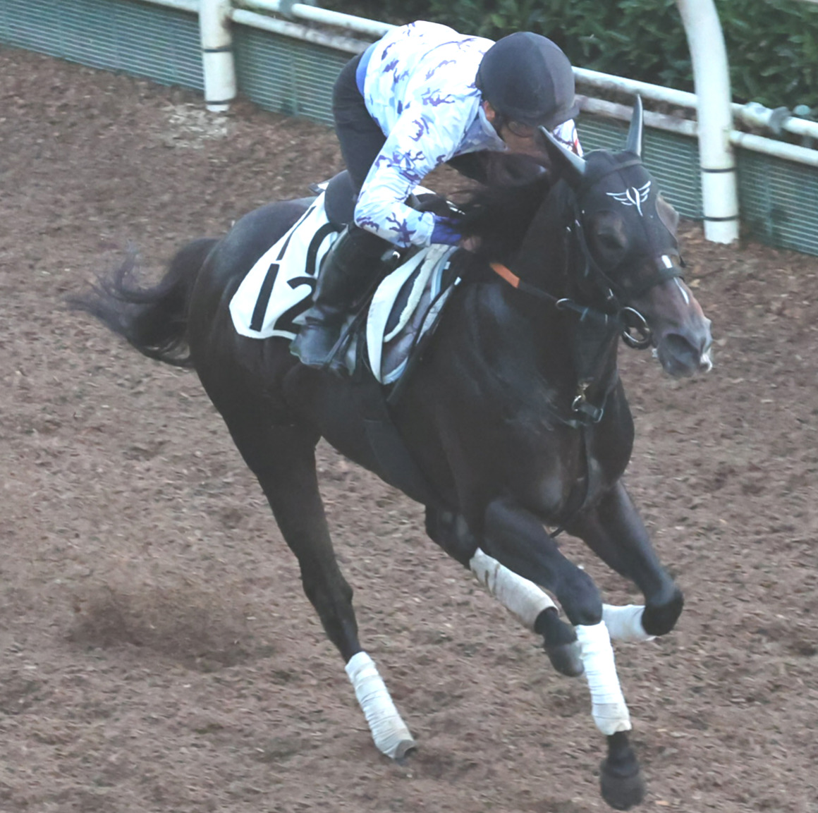 坂路で追い切るスワーヴシャルル