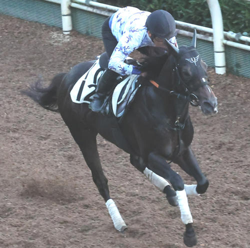 坂路で追い切るスワーヴシャルル
