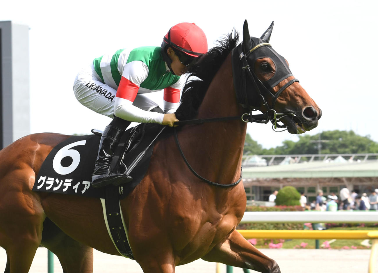 むらさき賞2着に敗れたグランディア