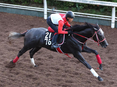 坂路を単走で追い切るミスティックロア（撮影・白石智彦）