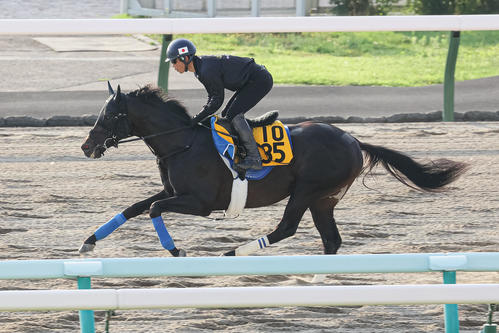 札幌ダートで追い切られるタイセイサムソン(撮影・村野早祐)