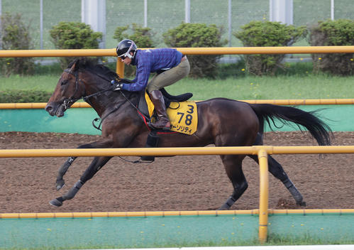 オーソリティは函館ウッドチップコースで追い切られた