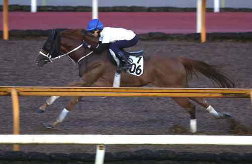 角田河騎手を背にCウッドを単走で追い切るゴールドエクリプス(撮影・白石智彦)