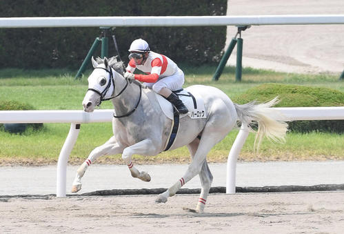 20年8月新馬戦を制したダノンハーロック