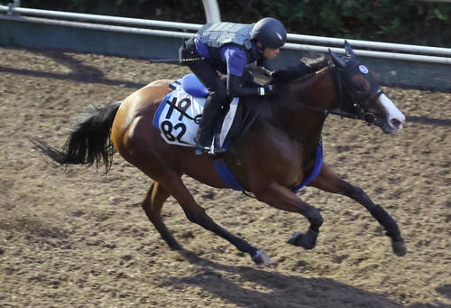 坂路で追い切るママコチャ