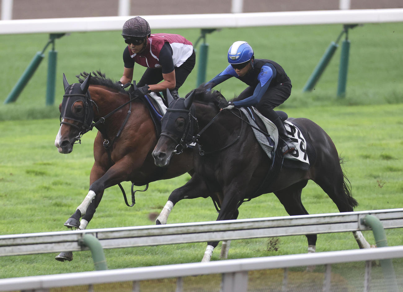 函館芝コースで併せ馬で追い切られるプログノーシス（左）