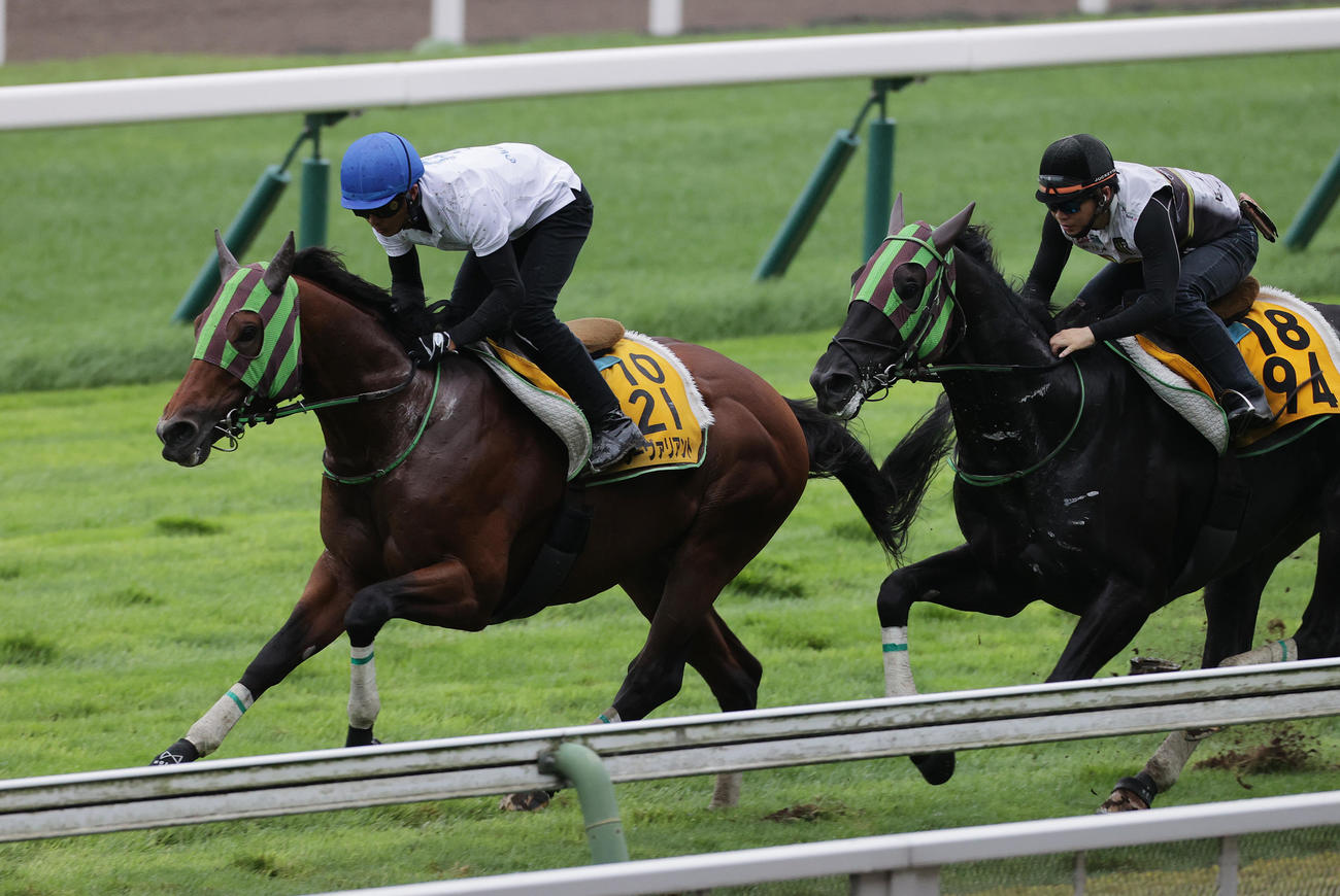 函館芝コースで併せ馬で追い切られるソーヴァリアント（左）