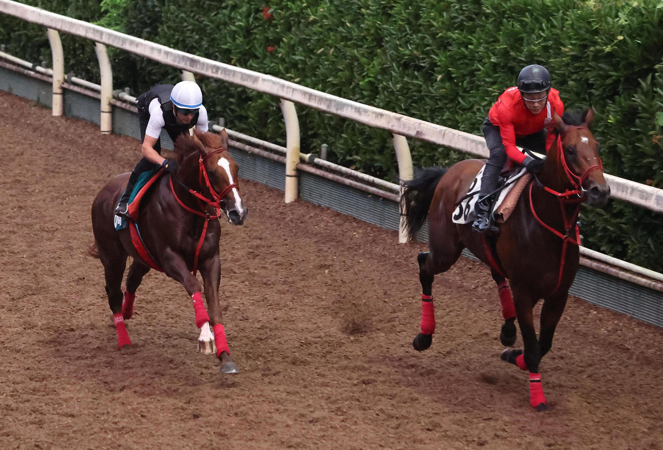 M・デムーロ騎手を背に坂路をゲンパチマイティー（右）と併せ馬で追い切るヴァンヴィーヴ（撮影・白石智彦）