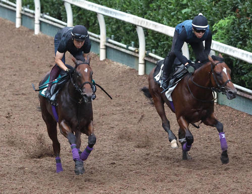 坂路をドウフォルス(右)と併せ馬で追い切るルージュスタニング(撮影・白石智彦)