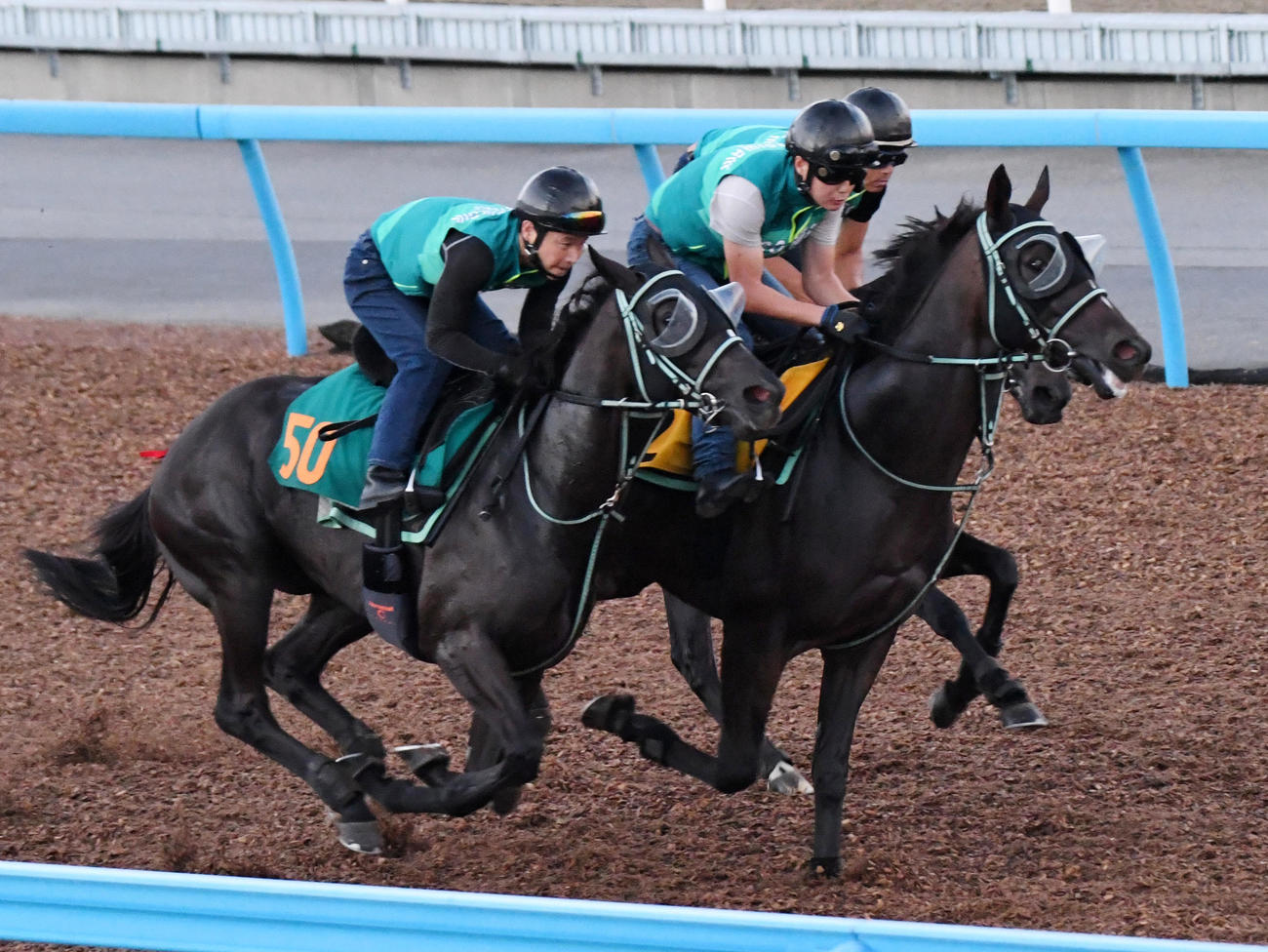 アスコリピチェーノ（手前）はサファル（中央）、シアブリスと併せて追い切る（撮影・柴田隆二）