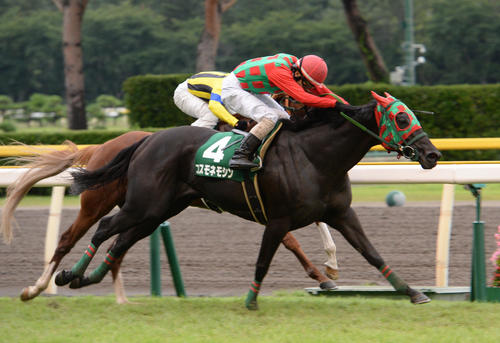 新潟記念を制したコスモネモシン(2013年9月1日撮影)