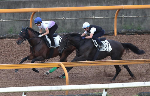 Cウッドで併せ馬で追い切るイクスプロージョン(左)