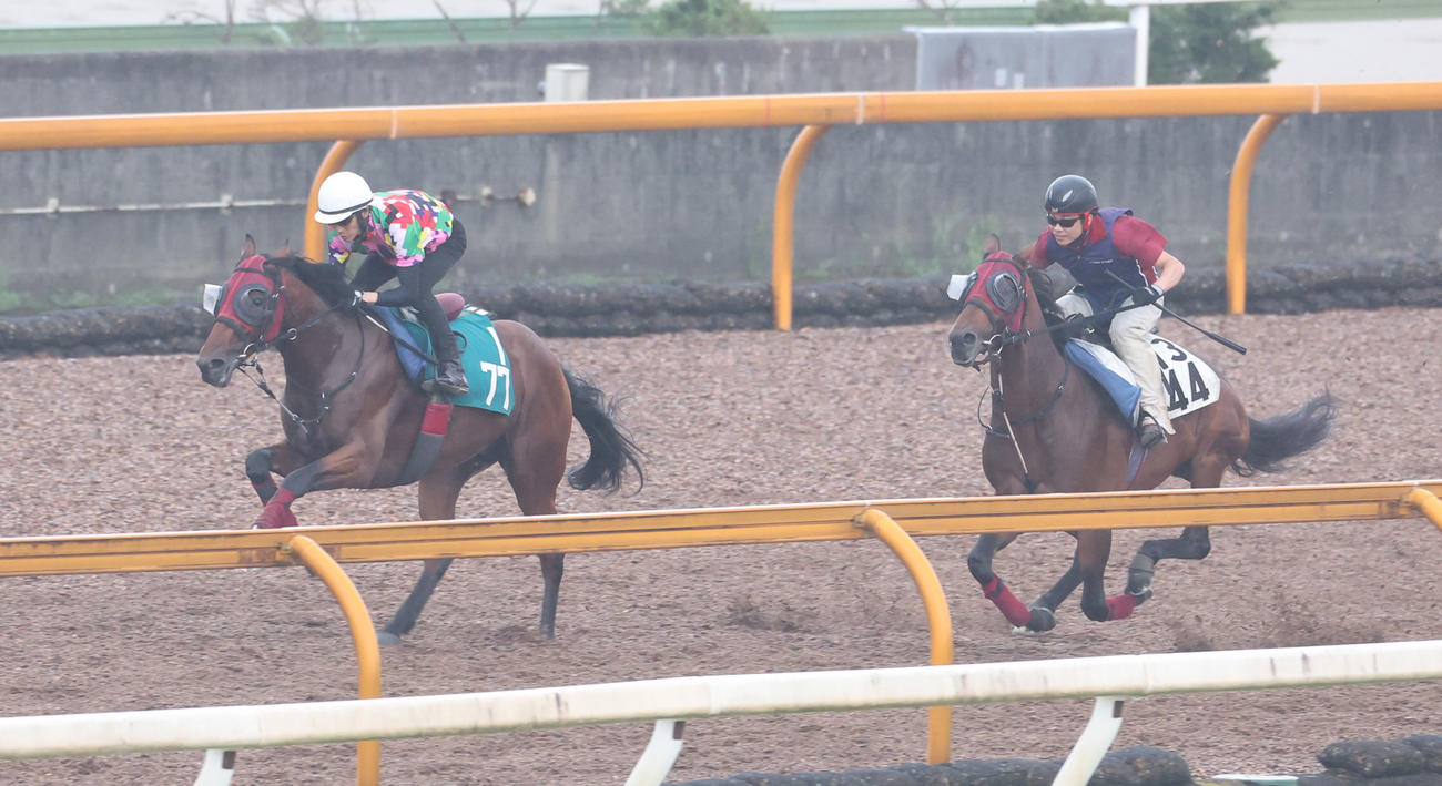8月23日、CWコースにて併せ馬で追い切るミルテンベルク（左）