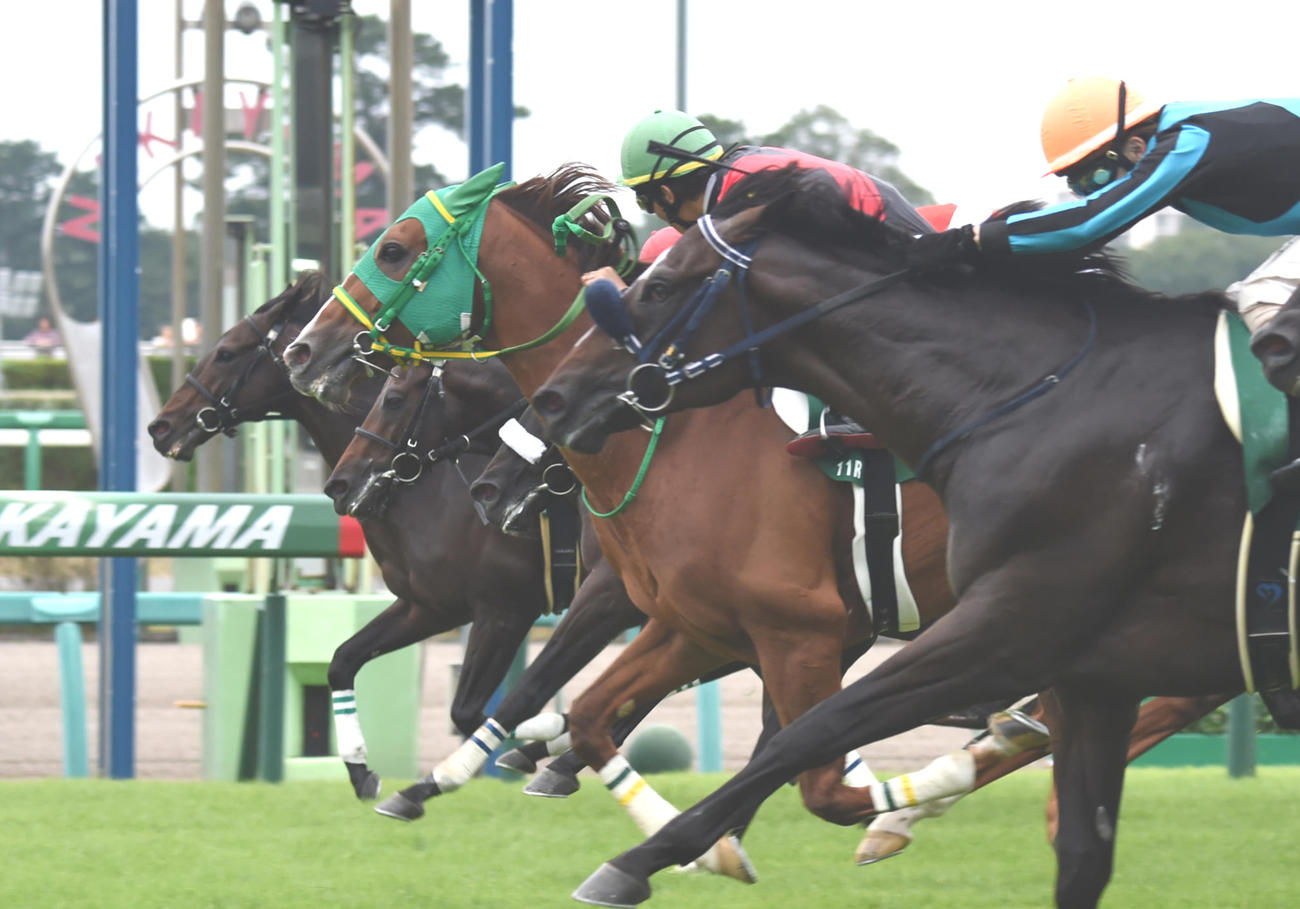 15年京成杯AHを制したフラアンジェリコ（手前から2頭目）
