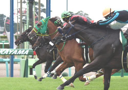 15年京成杯AHを制したフラアンジェリコ(手前から2頭目)