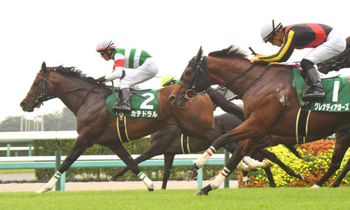 京成杯オータムHを制したカテドラル(左)、右は3着グレナディアガーズ(撮影・柴田隆二)