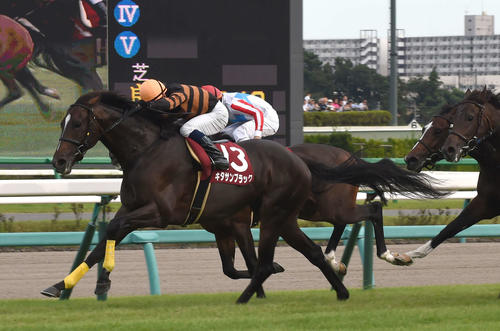 2015年のセントライト記念を制したキタサンブラック