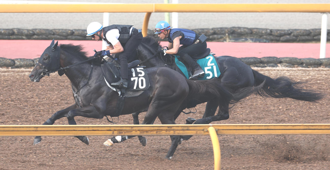 ウッドコースで併せ馬で追い切るショウナンバシット（左）