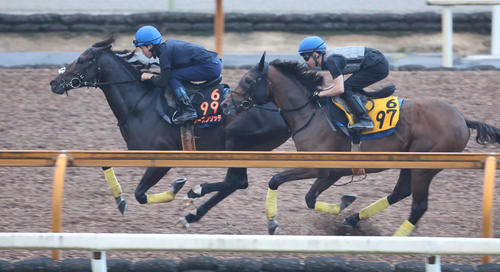 ウッドコースで併せ馬で追い切るシーズンリッチ(左)