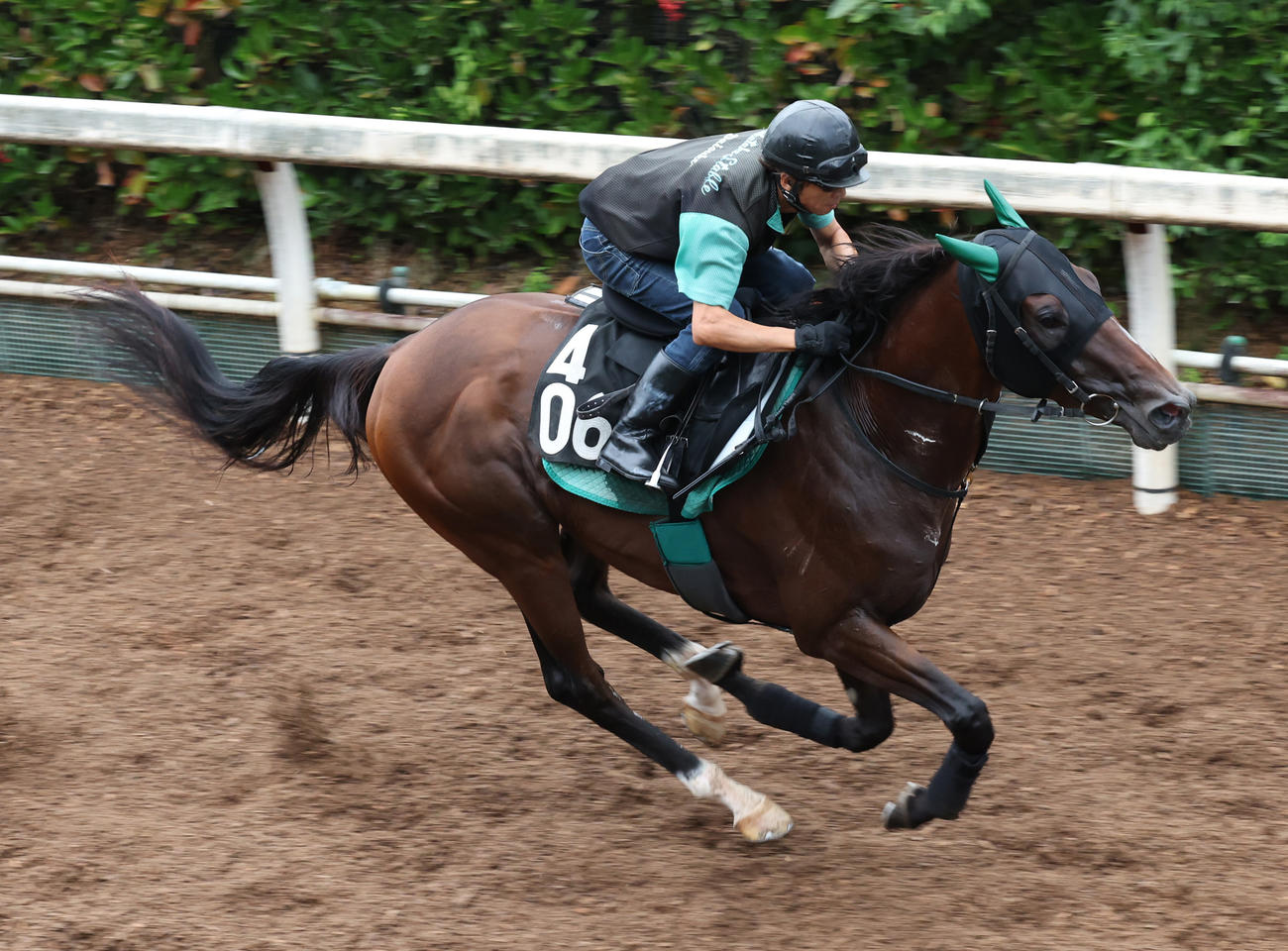 坂路で追い切るサヴォーナ