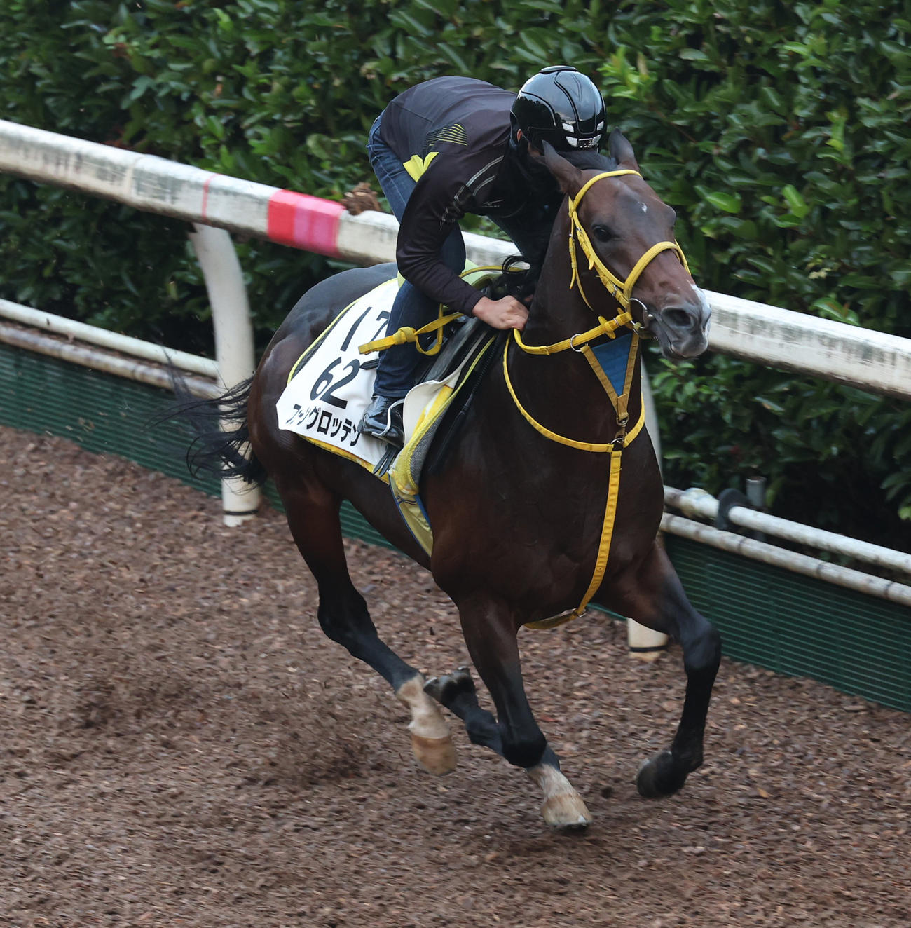 坂路で追い切るフェーングロッテン