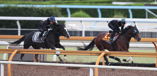 Cウッドをメイショウクーガー(左)と併せ馬で追い切るリバティアイランド(撮影・白石智彦)