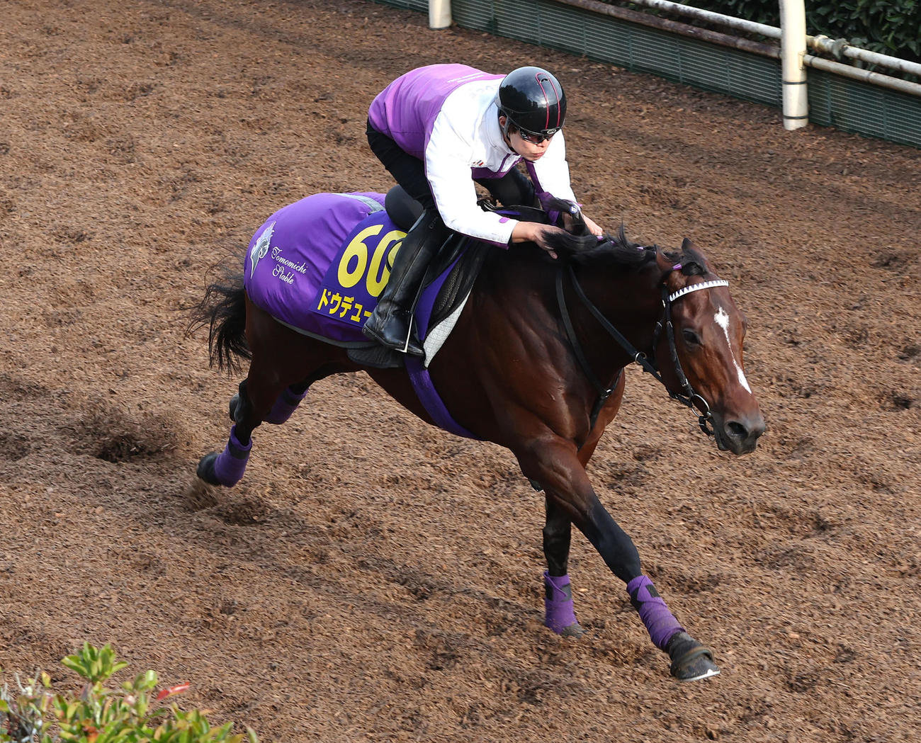 坂路を単走で追い切るドウデュース（撮影・白石智彦）
