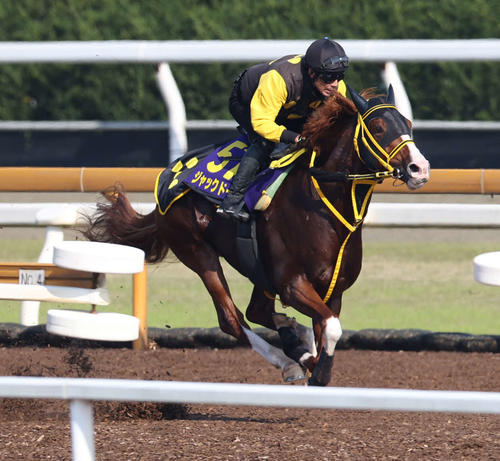 Cウッドコースで追い切るジャックドール