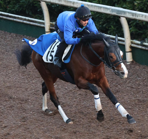 坂路で追い切るゼッフィーロ