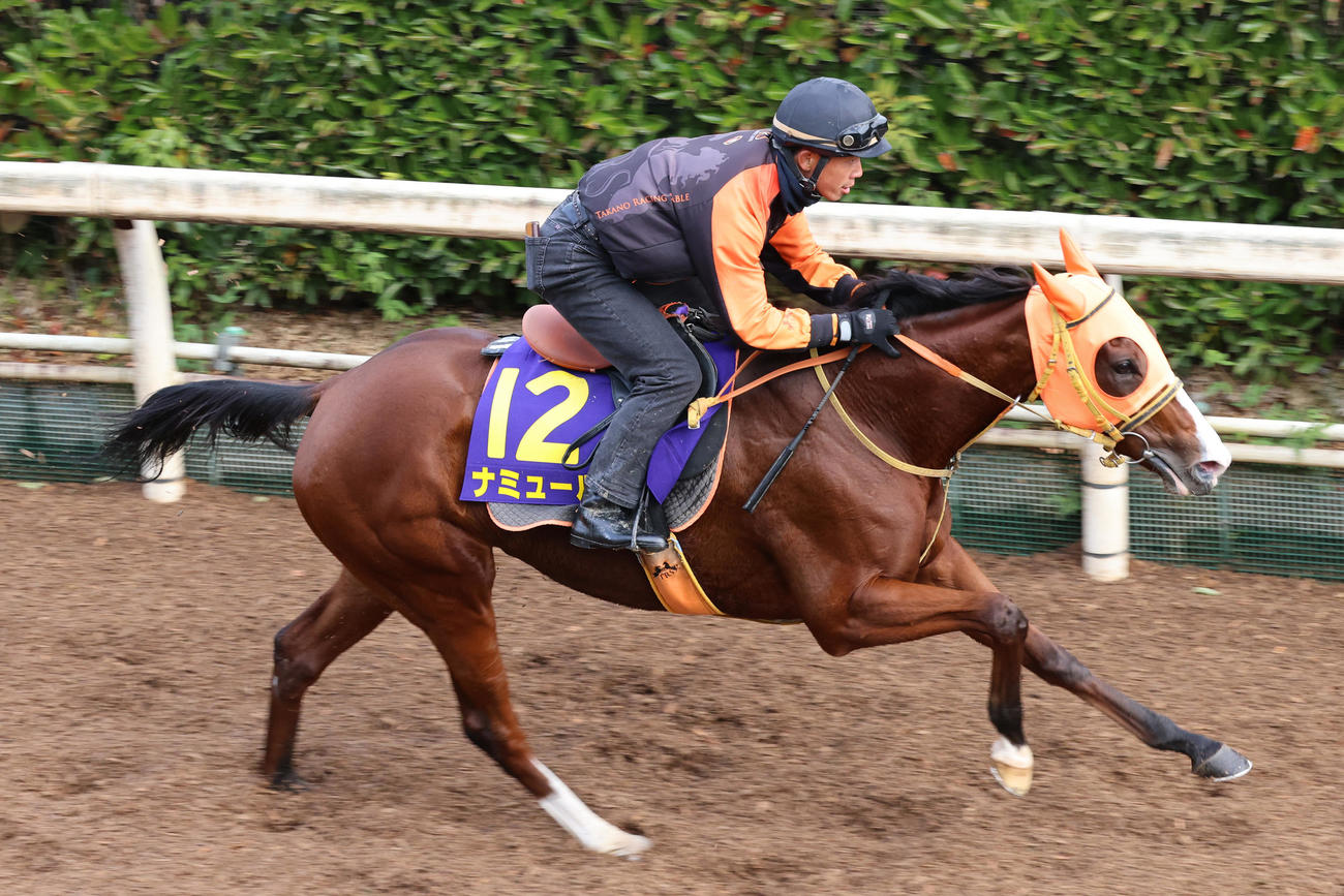 坂路で追い切られるナミュール