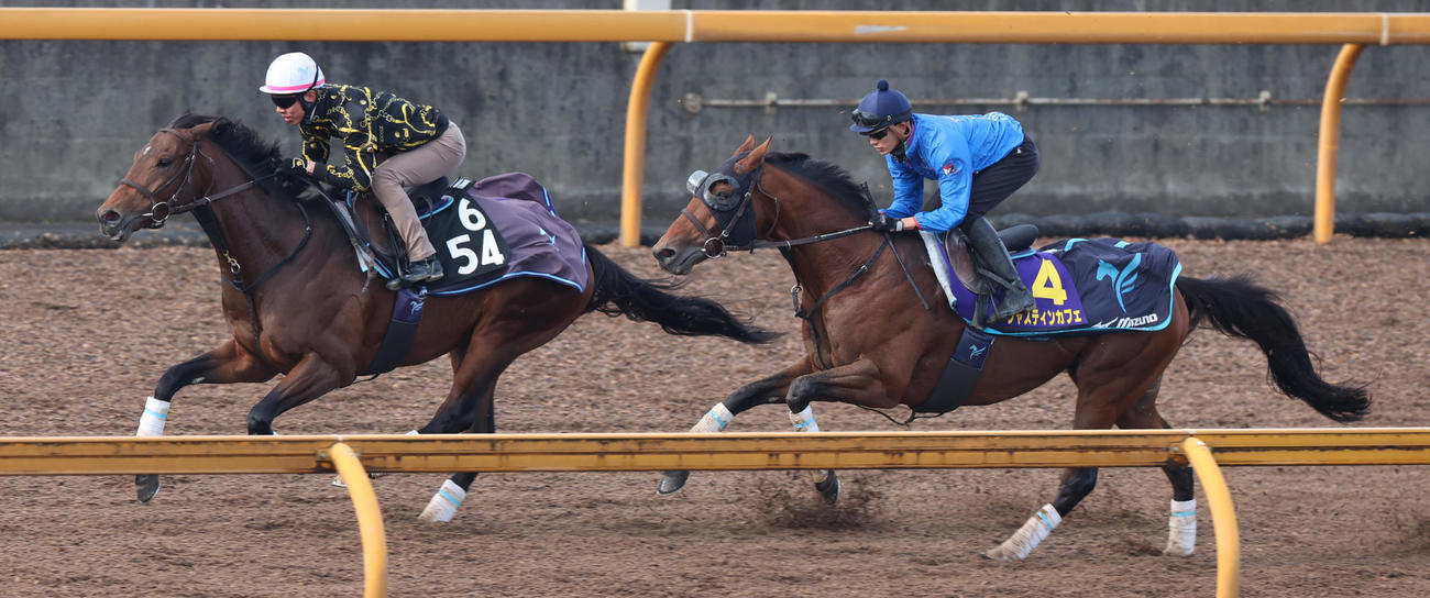 坂井騎手を背に併せ馬で追い切るジャスティンカフェ（右）