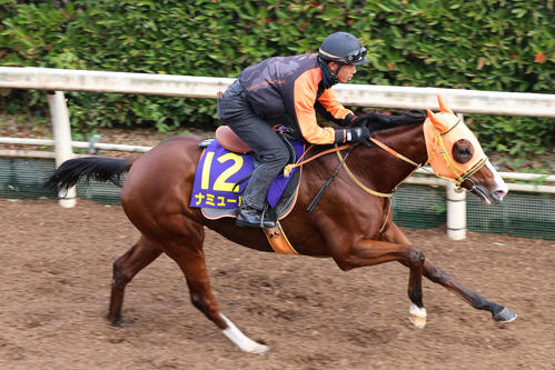 坂路で追い切られるナミュール