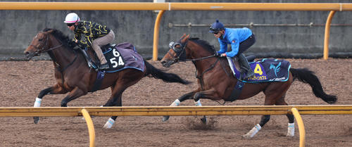 坂井騎手を背に併せ馬で追い切るジャスティンカフェ（右）