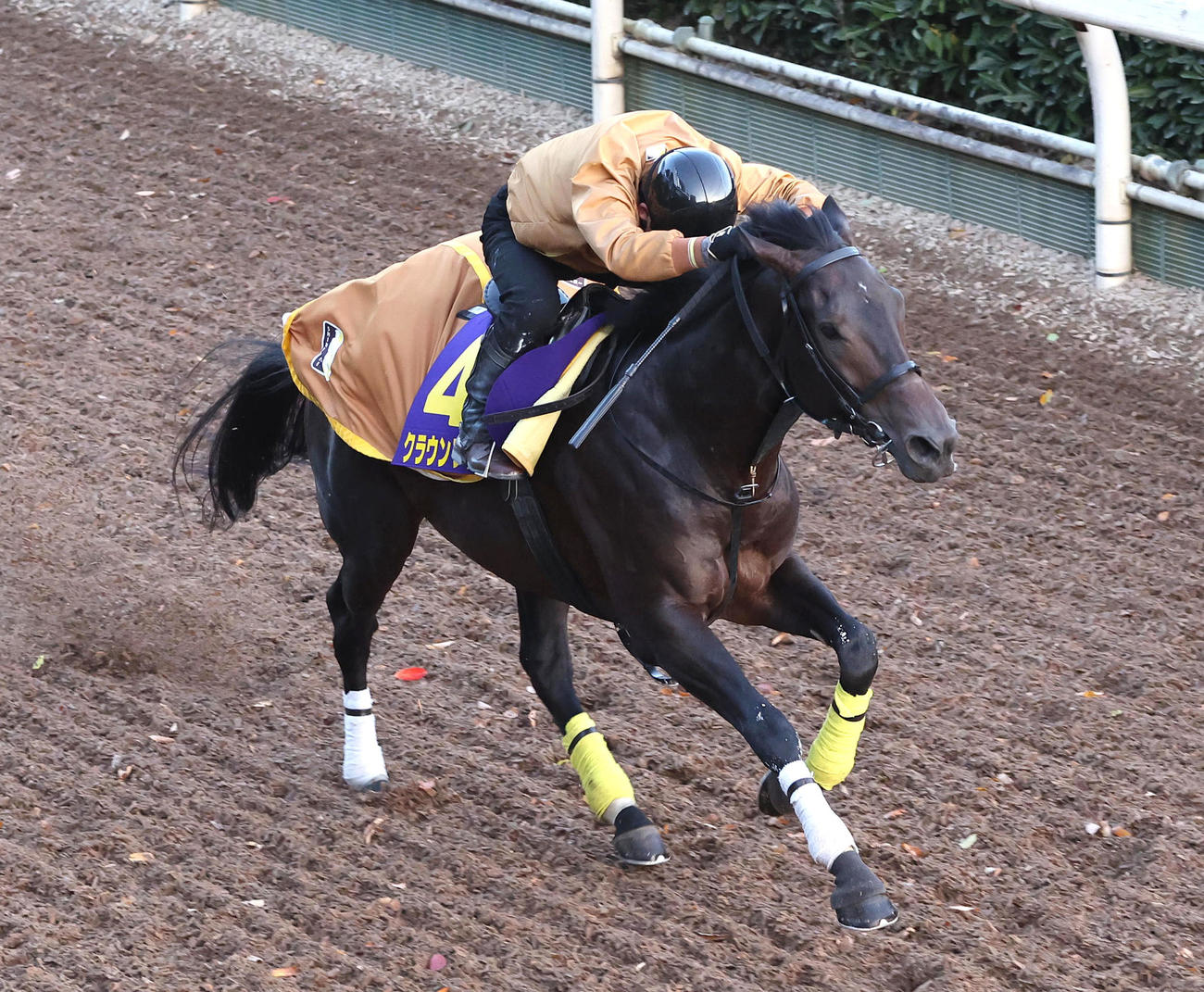 坂路で単走で追い切るクラウンプライド（撮影・白石智彦）