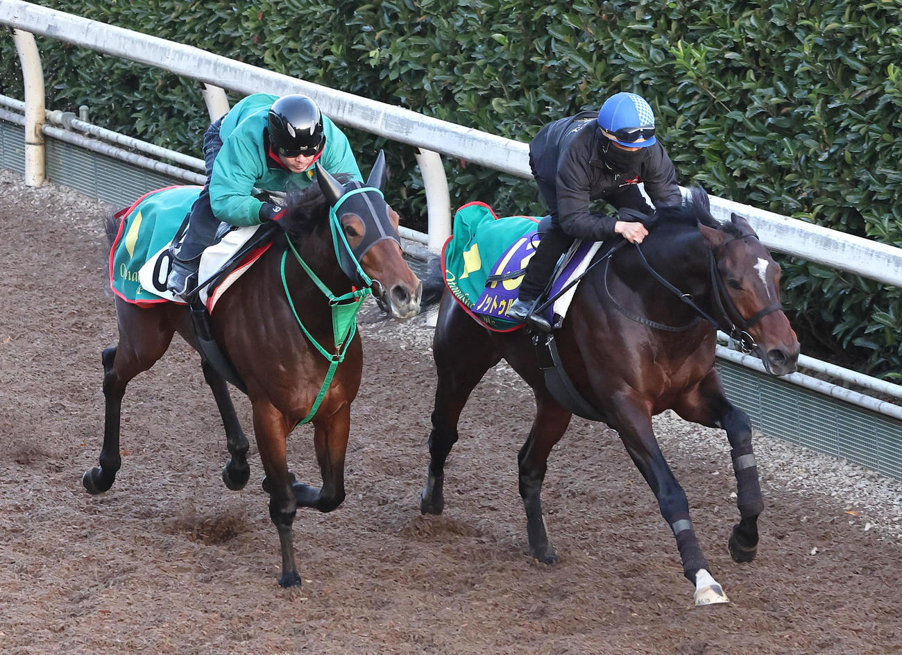 松若騎手を背に坂路をレッドバロッサ（左）と併せ馬で追い切るノットゥルノ（撮影・白石智彦）