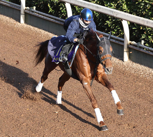 松山騎手を背に坂路で単走で追い切るテーオーケインズ(撮影・白石智彦)