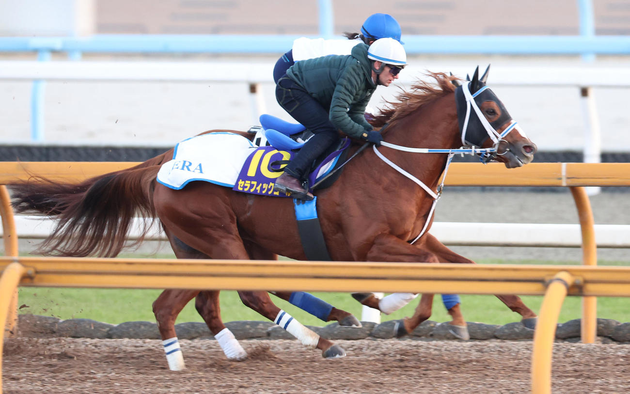 M・デムーロ騎手を背にCウッドにて併せ馬で追い切るセラフィックコール（手前）