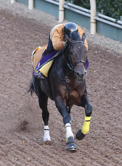 坂路で単走で追い切るクラウンプライド（撮影・白石智彦）