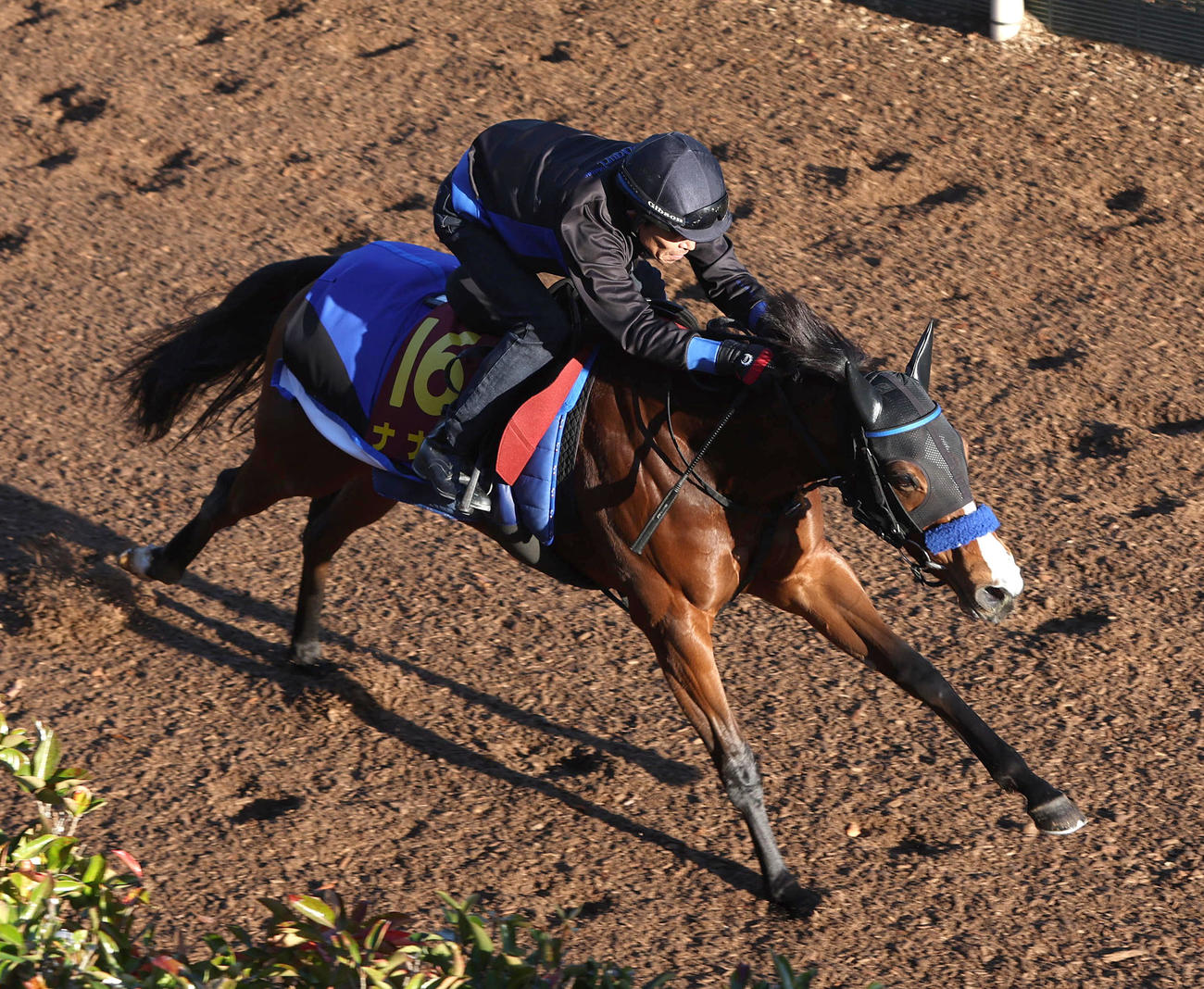 坂路を併せ馬で追い切るナナオ（撮影・白石智彦）