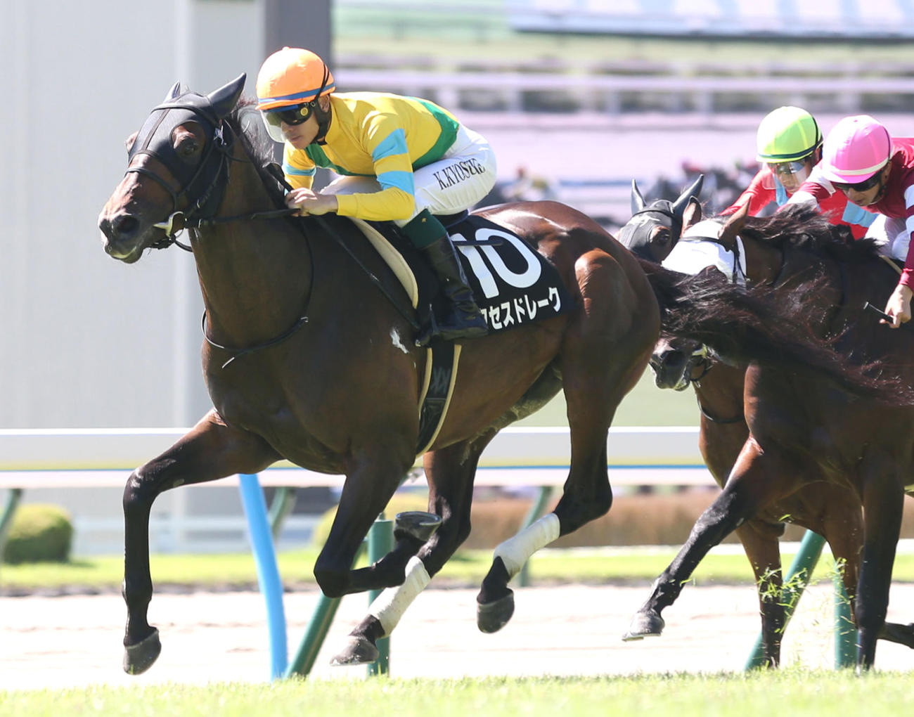 サクセスドレーク（2023年8月27日撮影）