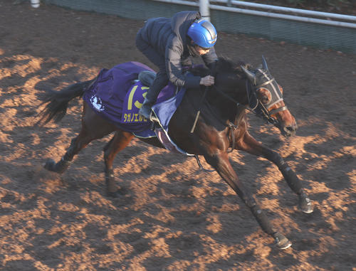 坂路を併せ馬で追い切るタガノエルピーダ