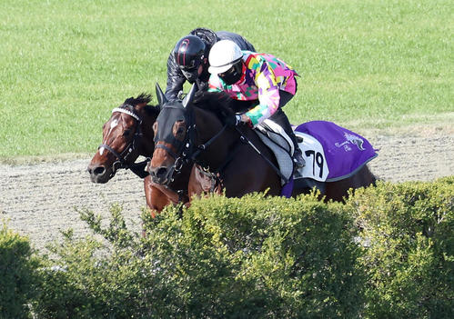 ポリトラックをアドマイヤソラ（右）と併せ馬で追い切るドウデュース（撮影・白石智彦）